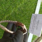 Rolex Day-Date 40 MM Rose Gold with Brown Dial Watch